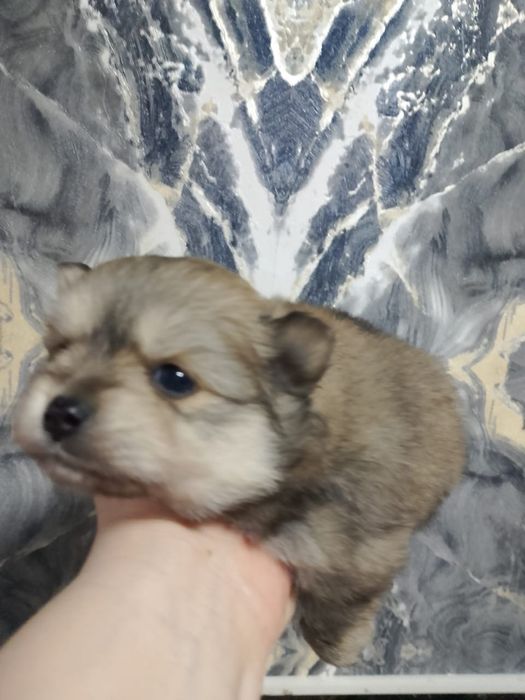 Продам щенков шпица