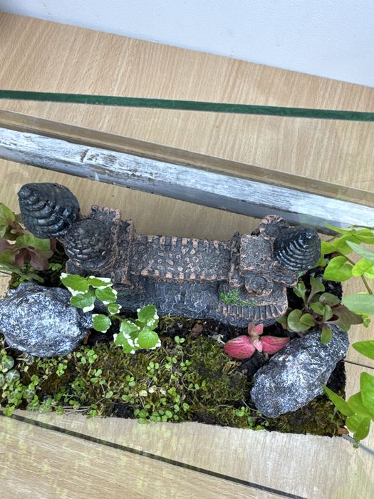 Продам флорариум со мхом !