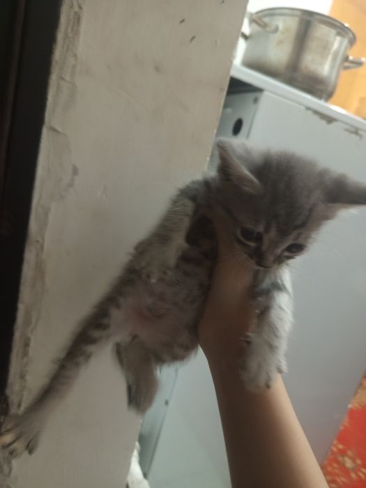 СРОЧНО!отдаю котят в добрые руки