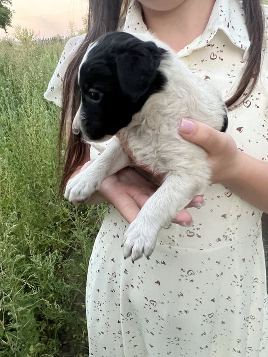 Отдам щенят даром