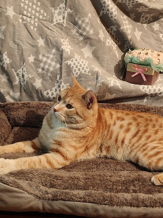 Отдам кота в добрые руки