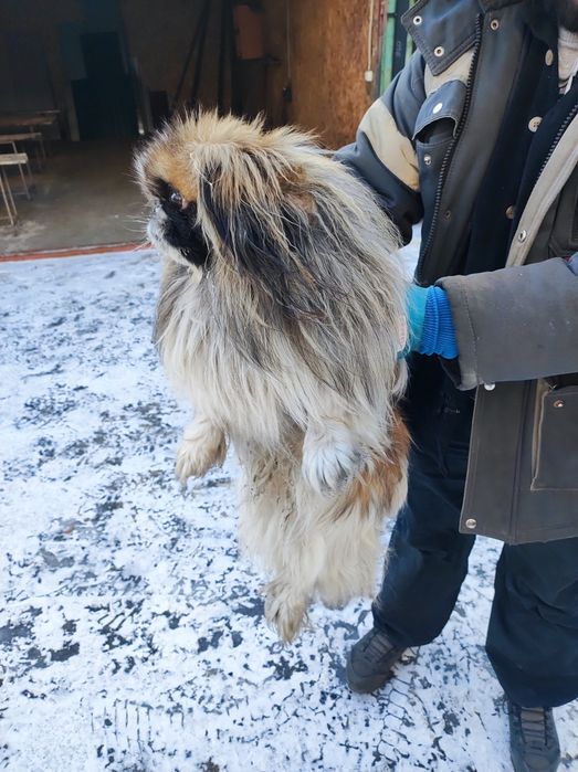 найдена соьака пекинес