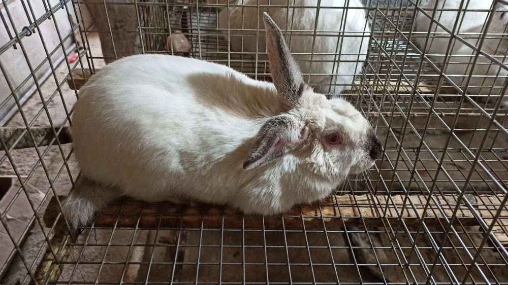 Assalomu alaykum Kaliforniya zotli quyonlar sotiladi. Narxi 350 soʻmda