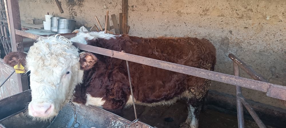 Бұқа сатылады.   .