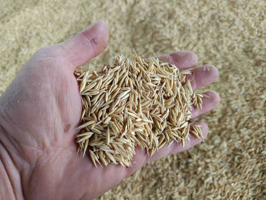 Продавам Пшеница, Слънчоглед и Овес, реколта 2025г.