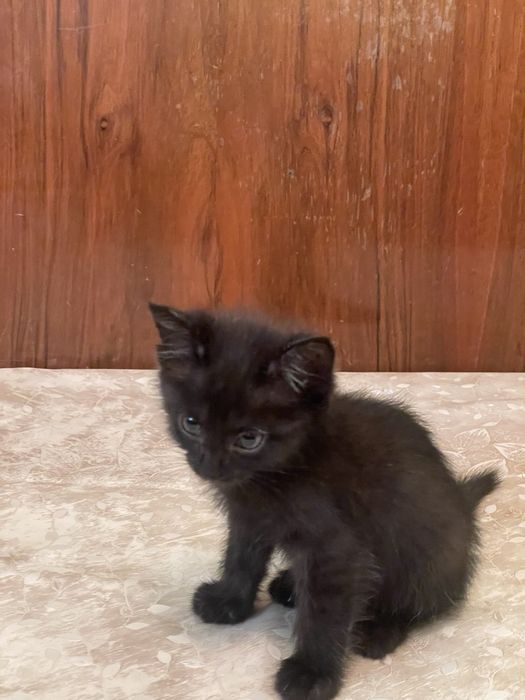 Котенок девочка в добрые руки.