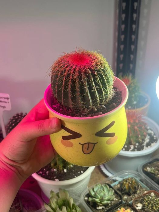 Шикарные кактусы пересажены