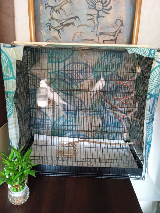 Пара дубайских Корелл