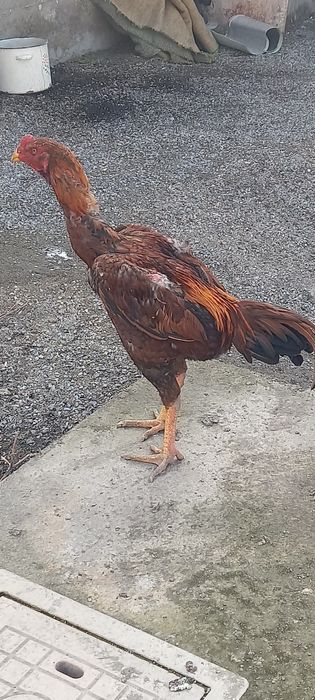 Хурозлар сотилади