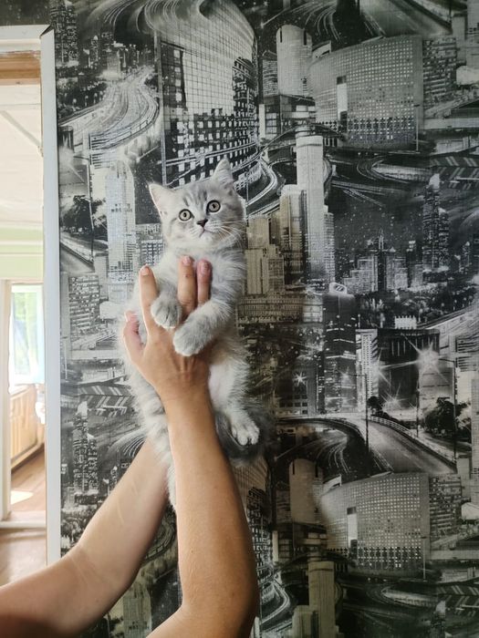 Шотландские котята