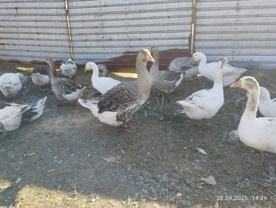 Продам крупных домашних гусей.