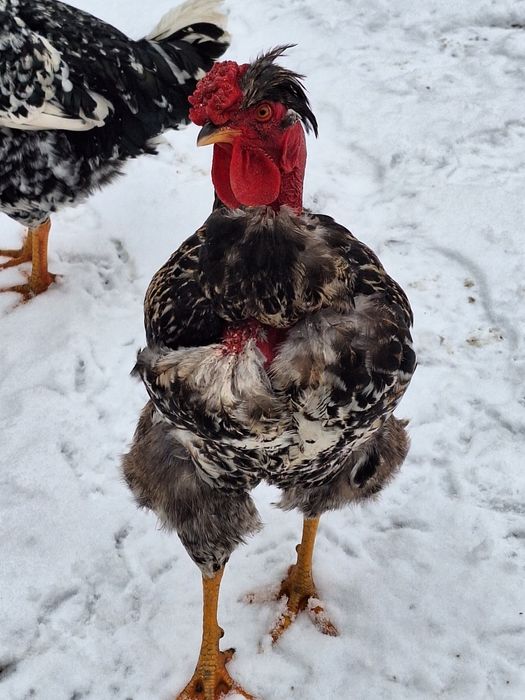 Ouă găini moțate pentru incubat