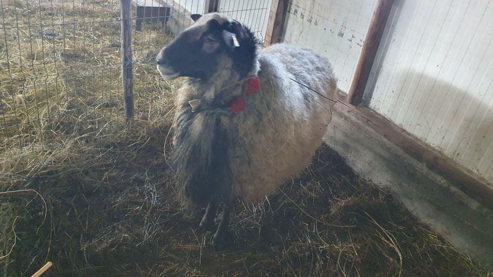 Berbec ROMANOV cu certificat