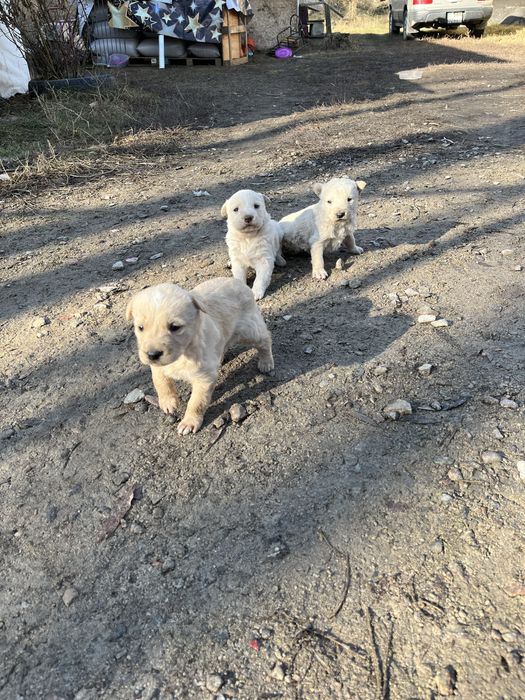 Сиберский авчарка питбуль шатынаскан кушыктер