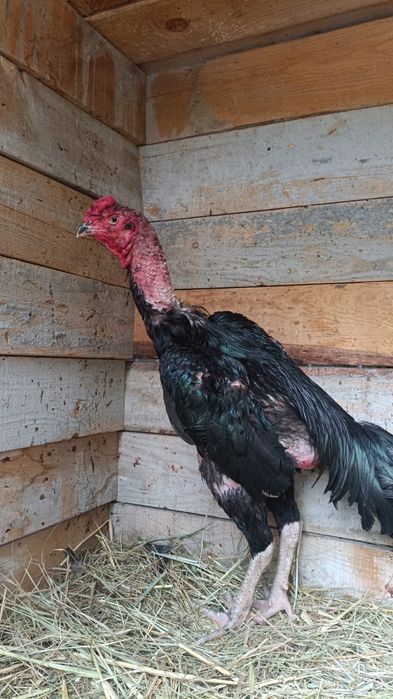 Продам дакана,,,