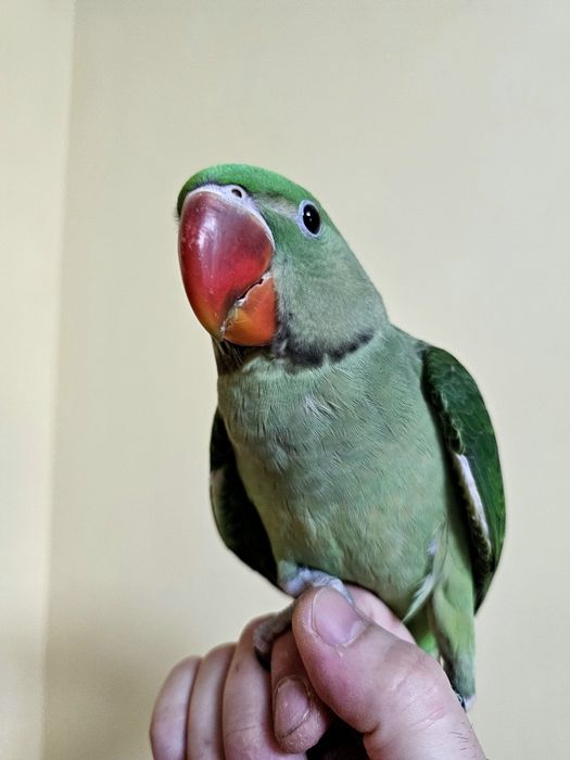 Puișori Marele Alexander ( Psittacula eupatria )
