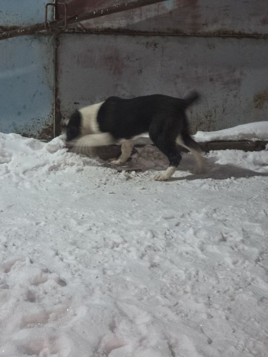 Щенки Алабая хорошые