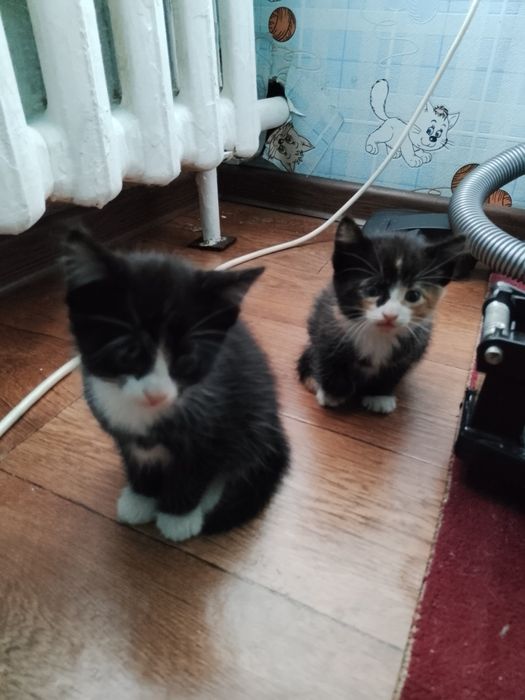 Продам домашних котят
