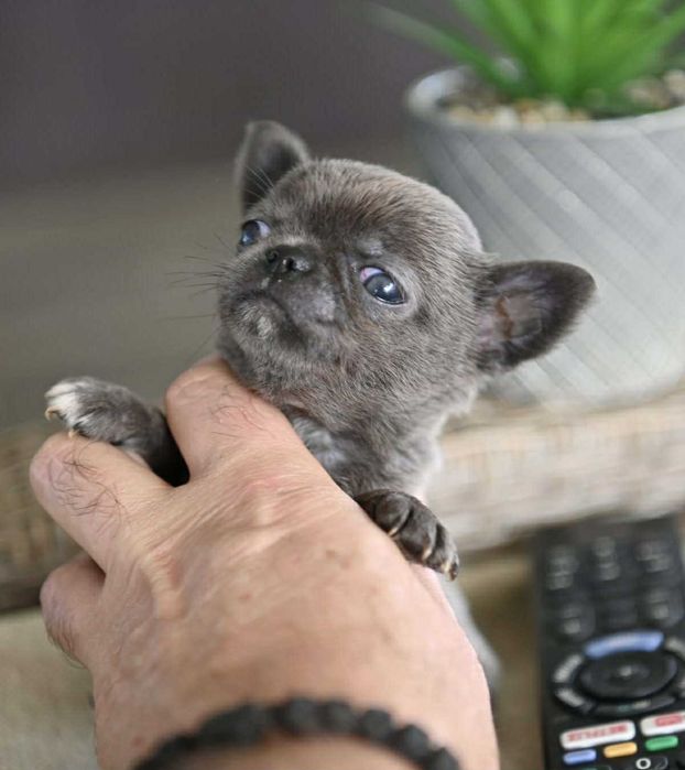 Женско миниатюрно чихуахуа синьо