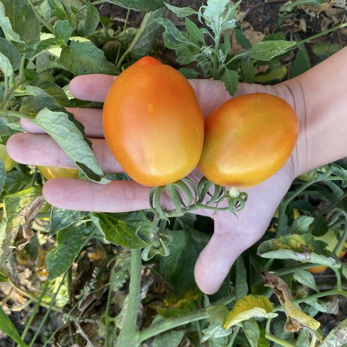 Продам домашние помидорки