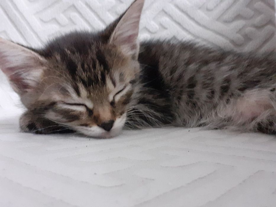 Котёнок-ДЕВОЧКА 1.5 месяца