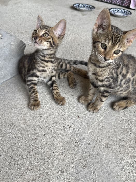 Бенгалский котята