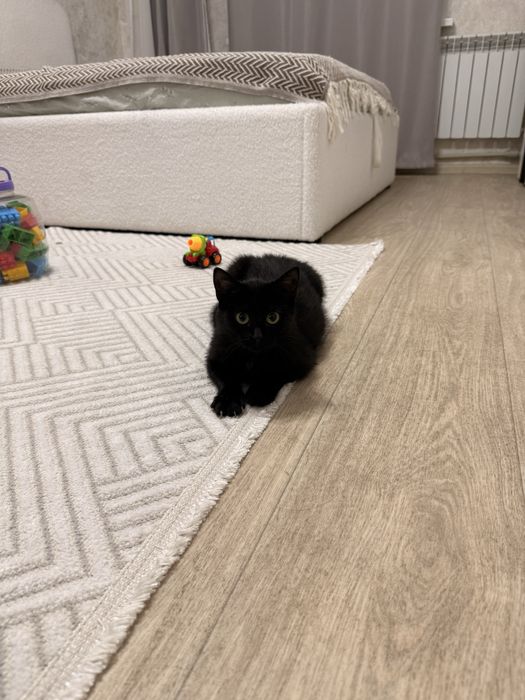 Котенок девочка в доьрые руки