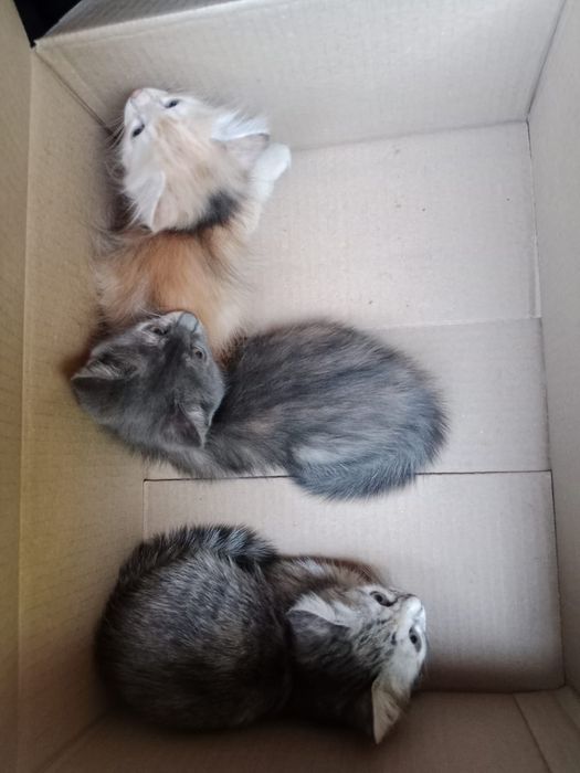 Отдам котят в добрые руки