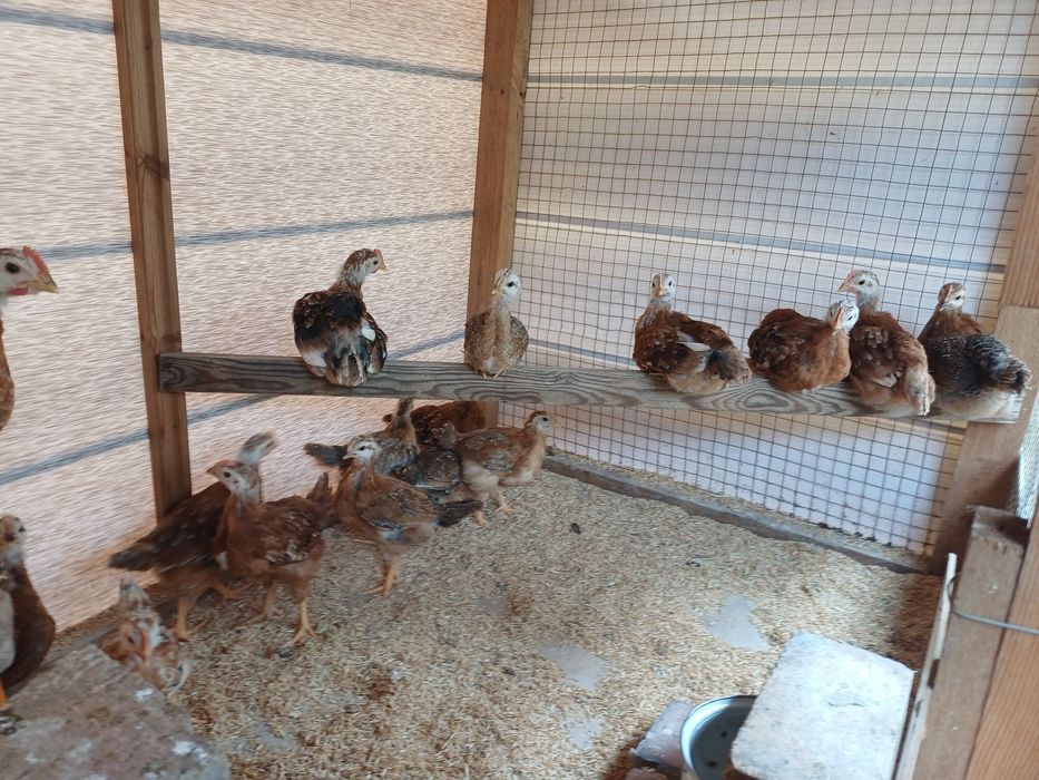 Хан хияп жужалари сотилади.