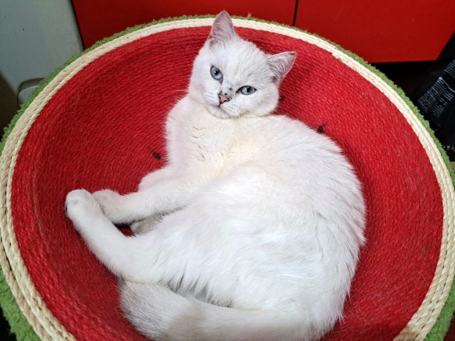 Шотландско котенце