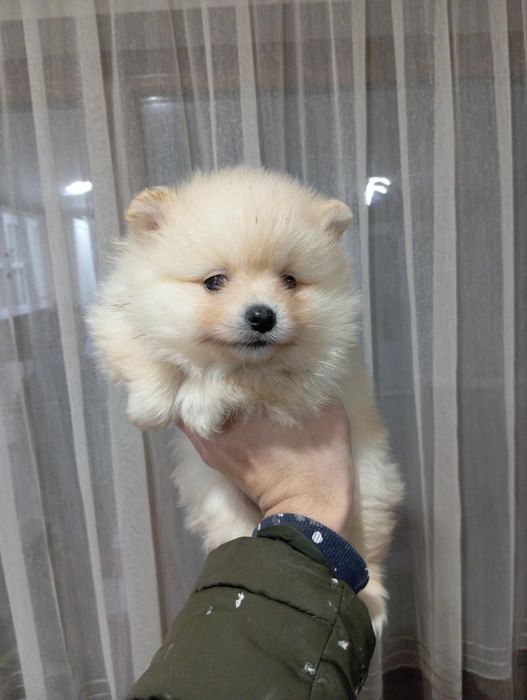 Померан женски / момиче