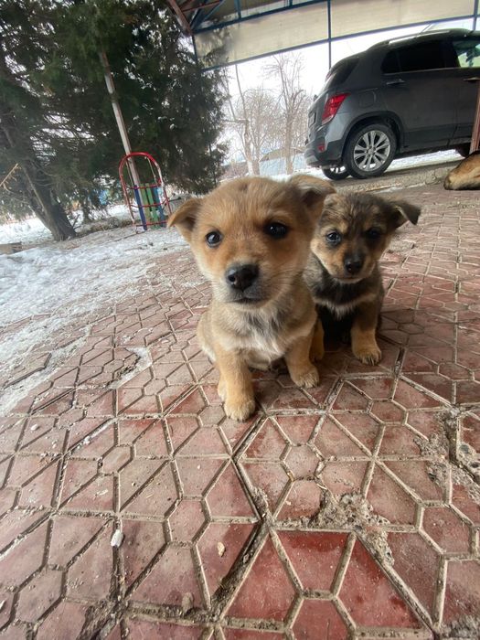 Отдам бесплатно щенка