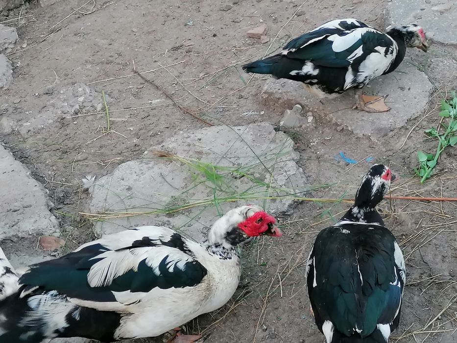 Vand rațe mute (lesesti)