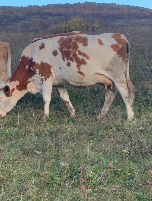 Vând vacă bălțată