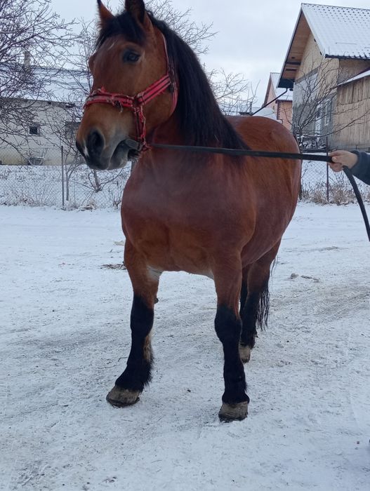 Vând iapa semi grea