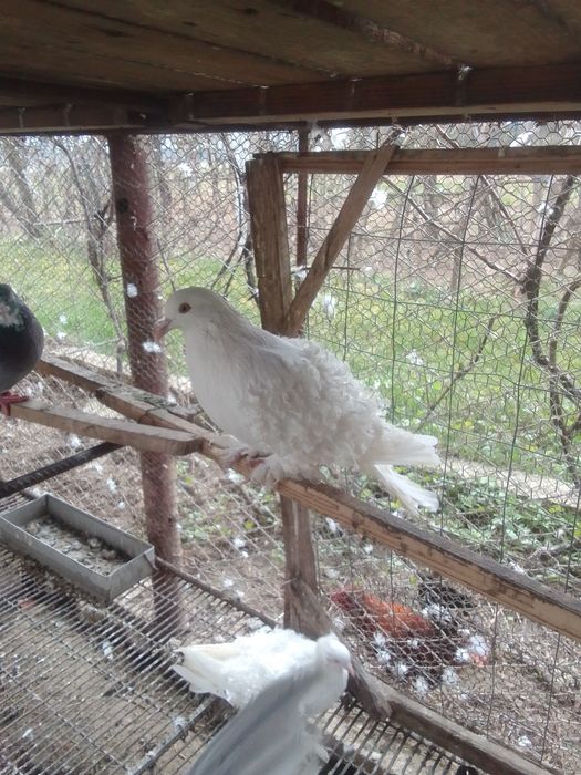 Porumbei creți francezi