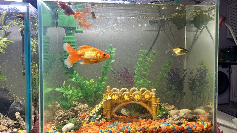 Готовый аквариум (комплектованный)