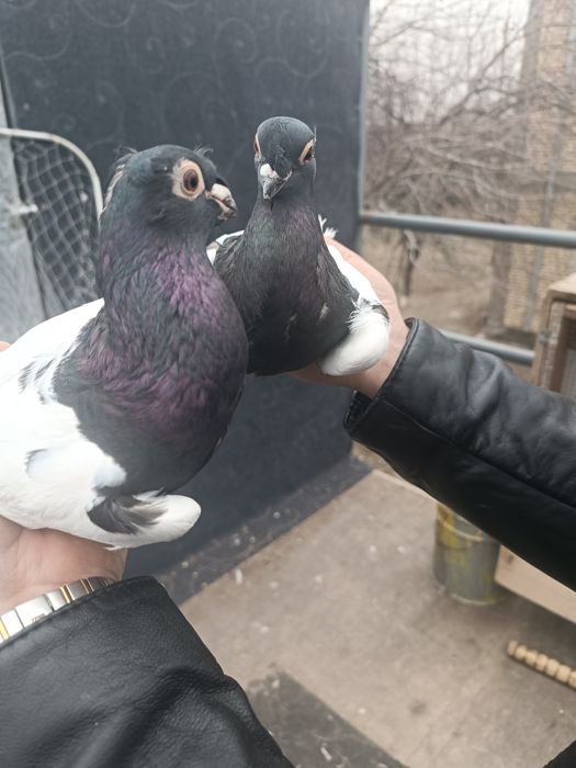 Продам голубей превезаны прямо из Китая пекинской и мясной породы