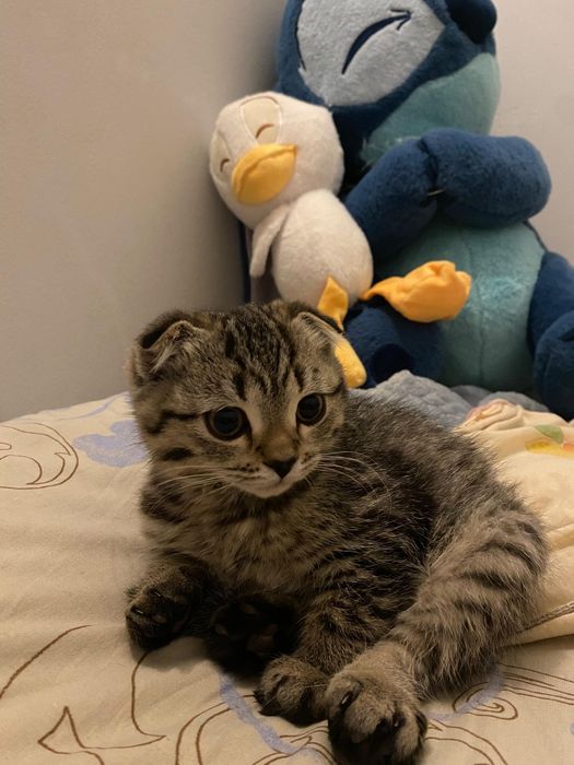 Вислоухий котенок