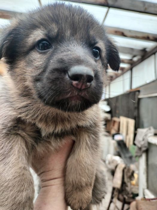 Отдам щенков мальчиков