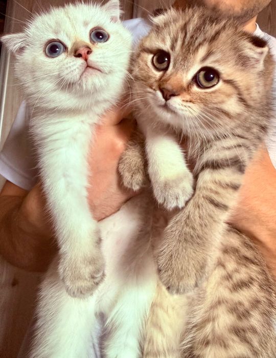 Скоттиш фолд чистокровные