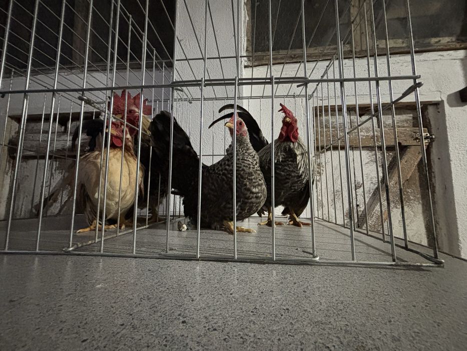 De vanzare gainuse chabo