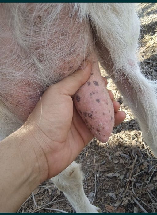 Сүтті сауын ешкі молочная