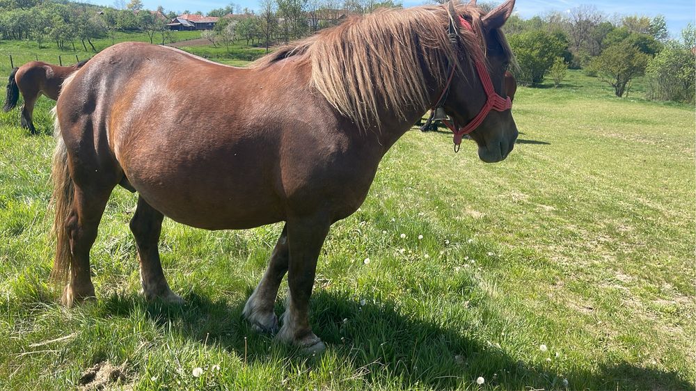 Vand iapa de 7 ani gestanta in 10 luni si o manza de 1 an