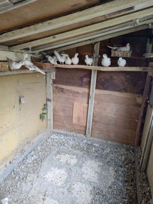 Скумрийки от миналата година