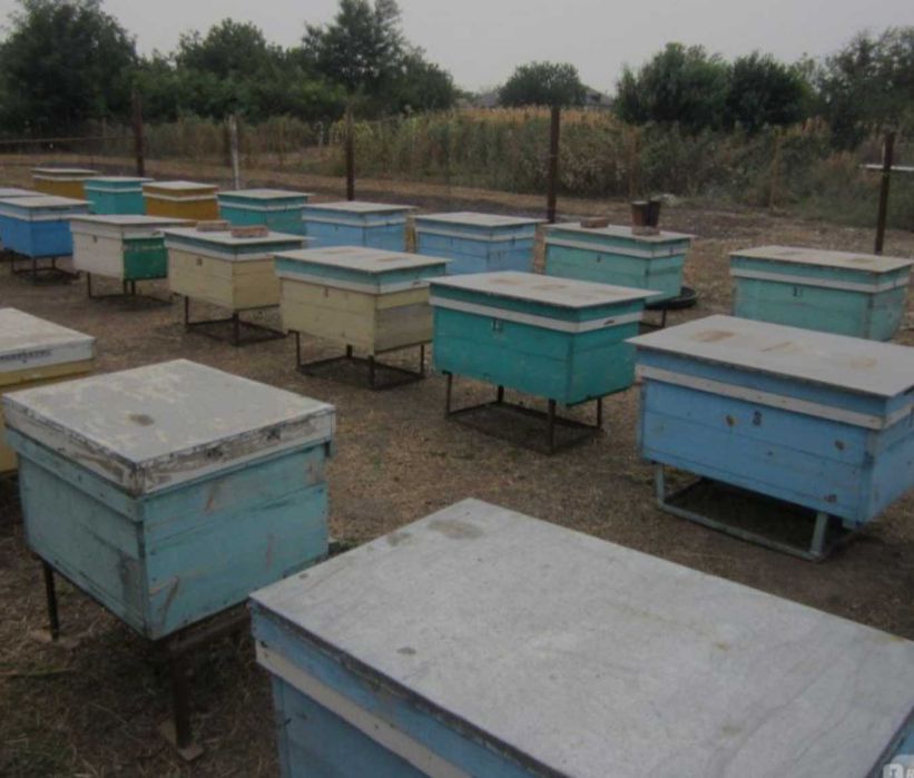 Асалари  оиласи сотилади