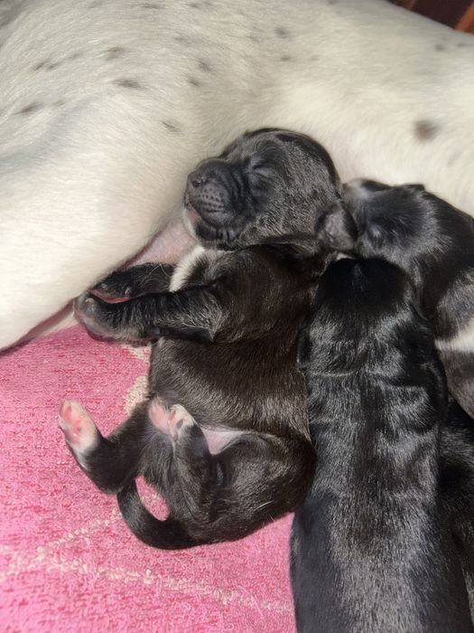 Отдам щенков спаниеля