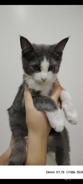 Котята ищут добрый и любящий дом