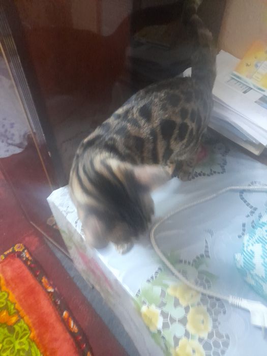 Бенгальская кошка 7 месяцев