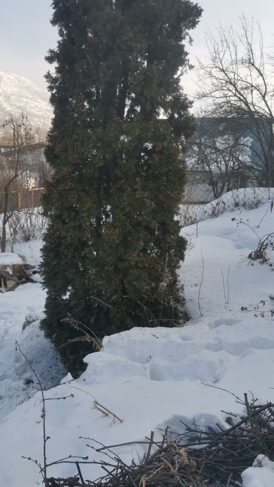 Продам туя подешевле